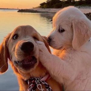 Meet your Posher, Dechen